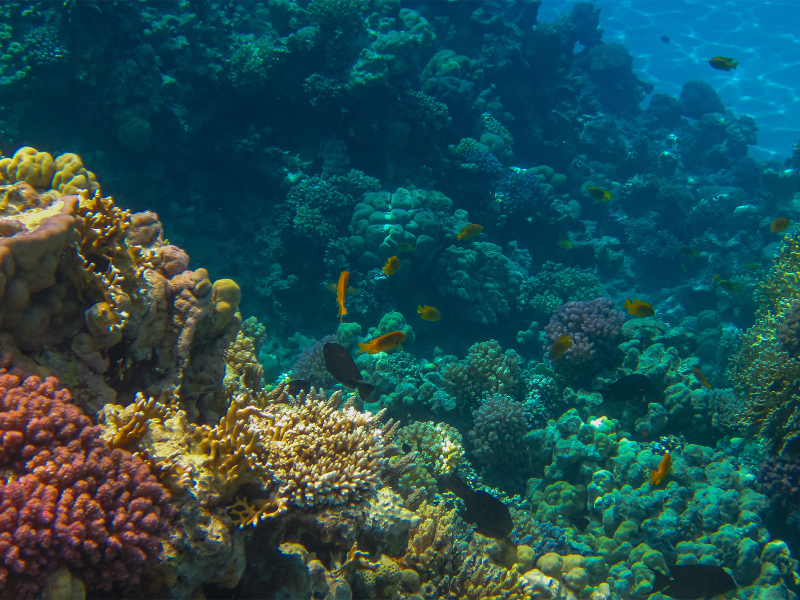 Sharm El Sheikh - Antalya'dan Çıkışlı // 2025 Mart